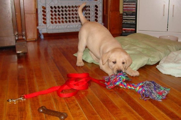 Rope Play (Ruby).jpg